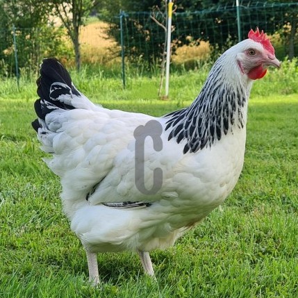 Poule Sussex race pure