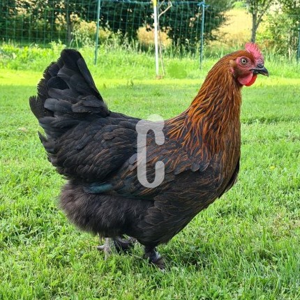 Poule Marans race pure
