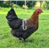 Poule Marans race pure