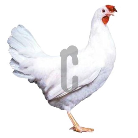 Poule White