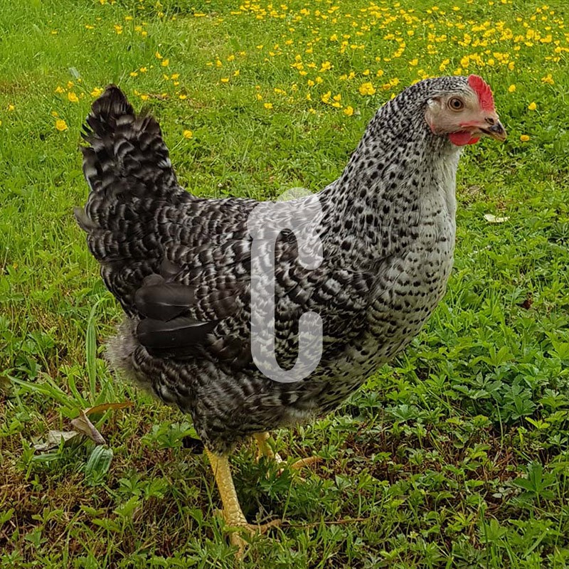 Achetez votre Poule Pondeuse Cot'Cot — free download