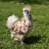 Poule Soie