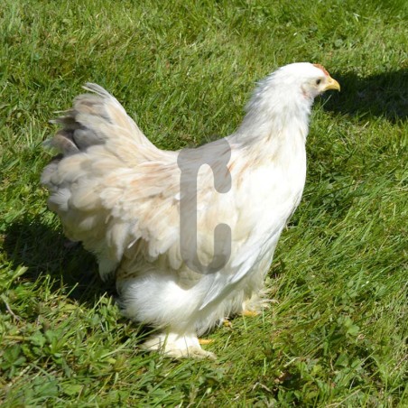 Poule Pékin