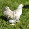 Poule Pékin