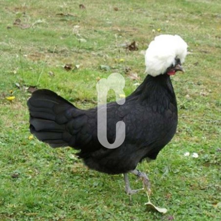 Poule Hollandaise à Huppe