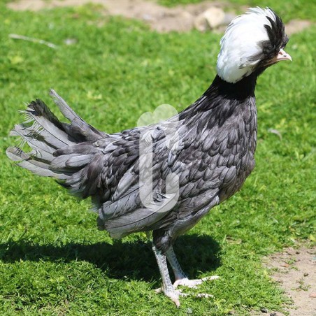 Poule Hollandaise à Huppe