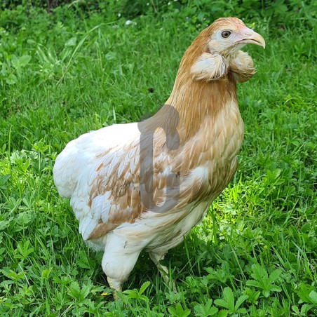 Poule Araucana