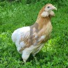 Poule Araucana