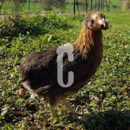 Poule Araucana