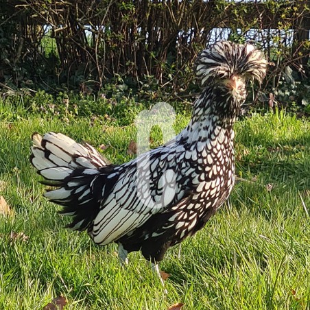 Poule Padoue naine