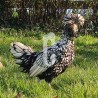 Poule Padoue naine