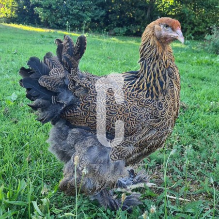 Poule Brahma