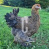 Poule Brahma
