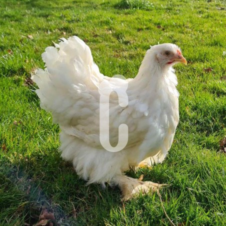 Poule Cochin