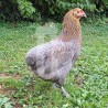 Poule Olivette