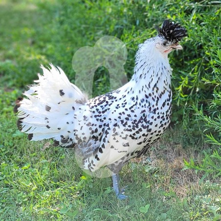 Poule Appenzelloise huppée