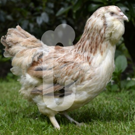 Poule Faverolles Allemande GR