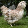 Poule Faverolles Allemande GR