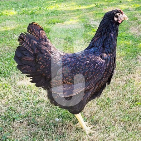 Poule Barnevelder