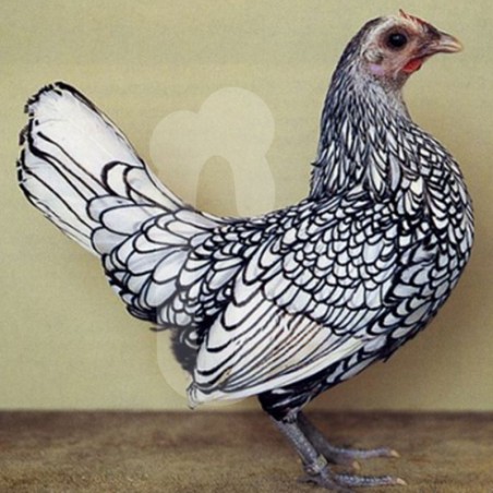 Poule Sebright