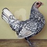 Poule Sebright