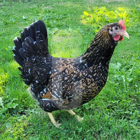 Poule Suédoise à fleurs