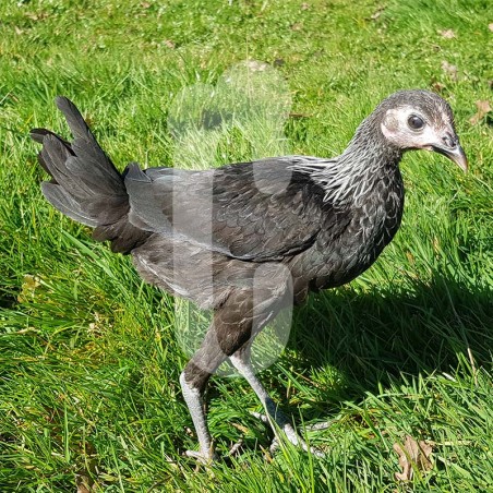 Poule Combattant Anglais Moderne nain