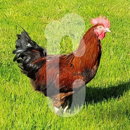 Poule Rouge