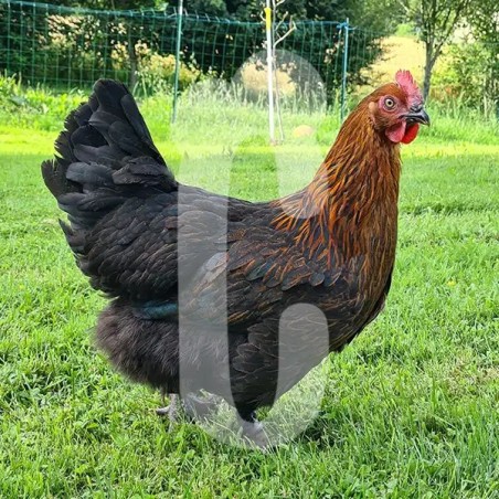 Poule Marans race pure