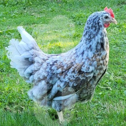 Poule Suédoise à fleurs