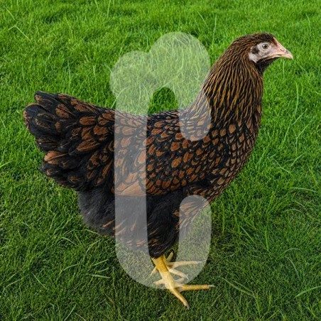 Poule Wyandotte Grande Race