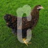 Poule Wyandotte Grande Race