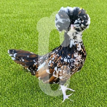 Poule Padoue Tricolore GR