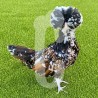 Poule Padoue Tricolore GR