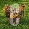 Poule Orpington