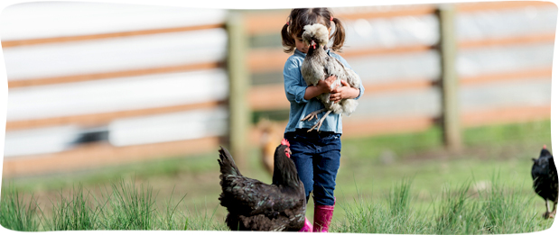 Une poule chez soi, pourquoi ?