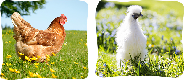 Une cocotte ? oui mais une Cot'Cot