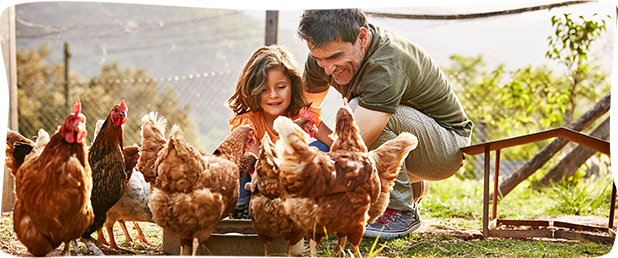 Comment s'occuper d'une cocotte ?