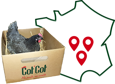 Où trouver votre poule Cot'Cot ?