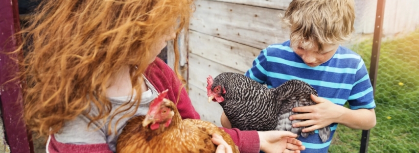 À l'arrivée des poules