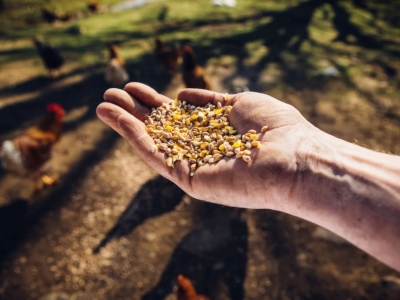 L'alimentation quotidienne