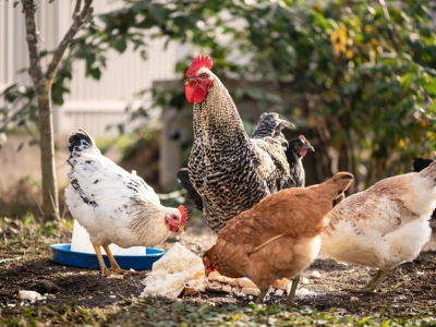 Préparer une "patée maison" pour ses poules