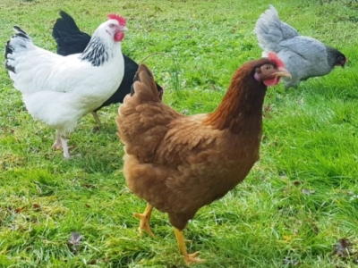 Choisir le prénom de sa cocotte