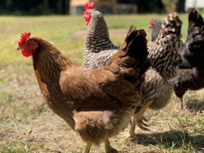 Réussir l'intégration d'une nouvelle cocotte