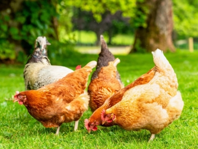 Définir un parcours pour vos poules