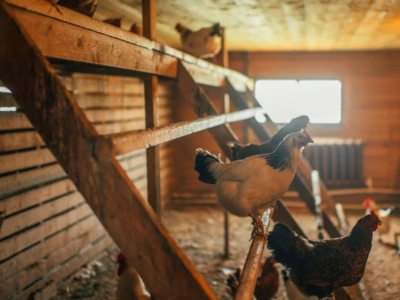 Nettoyer le poulailler