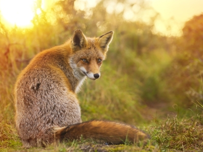 Protéger sa cocotte des prédateurs