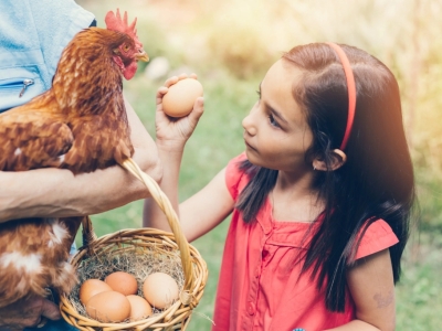 La collecte des oeufs