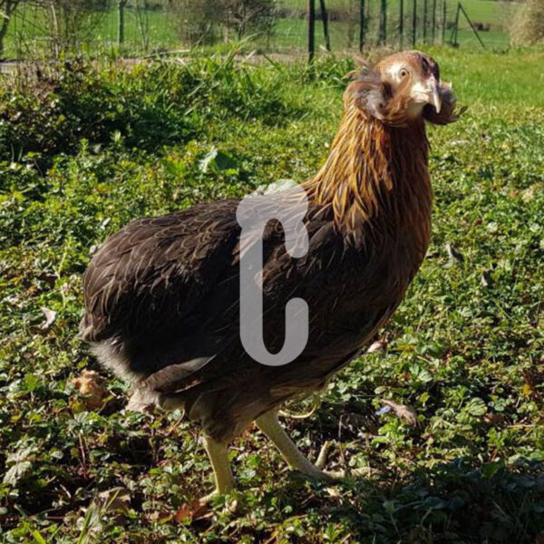 Capture-araucana1 - Ma poule Cot'Cot, adoption de poule en Aveyron