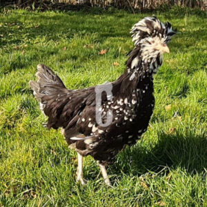 Capture-houdan - Ma poule Cot'Cot, adoption de poule en Aveyron